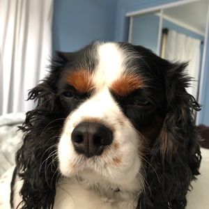 Meet your Posher, Abigail